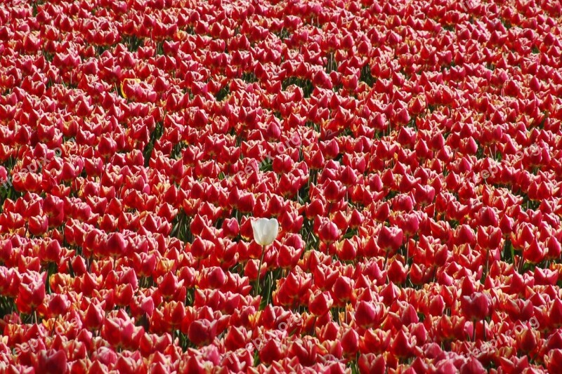 Field Plant Nature Color Garden