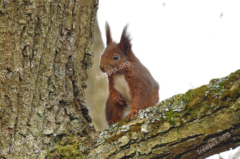 Nature Tree The Squirrel Charming Free Photos