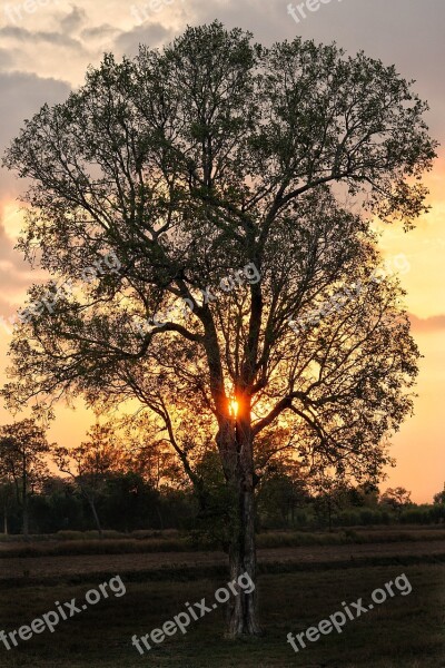 Tree Silhouette Sunset Late Evening