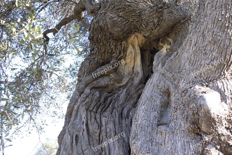 Nature Tree Wood Old Ancient