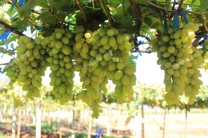 Fruit Cluster Agriculture Grape Bunch