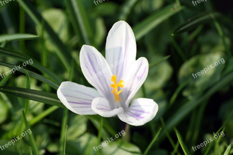 Crocus White Close Up Spring Walk In The Park