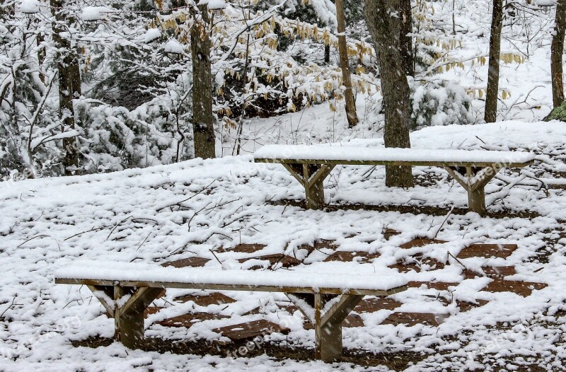 Snow Winter Wood Tree Nature