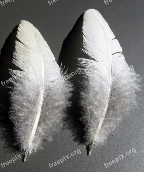 Feather Bird Quill Downy Wing