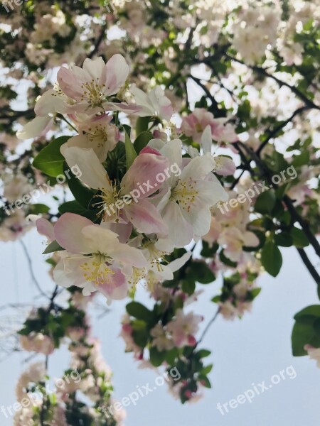 Flower Plant Branch Tree Cherry Wood