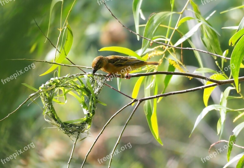 Nature Leaf Insect Flora Wildlife