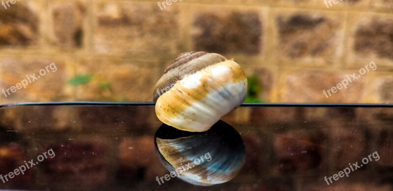 Shellfish Snail Nature Shell Gastropod