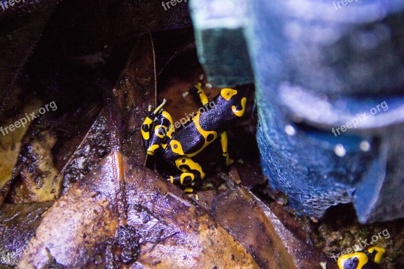 Nature Animal Frog Dart Frog Yellow