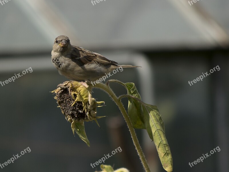 House Sparrow Sparrow Bird Animal Close Up