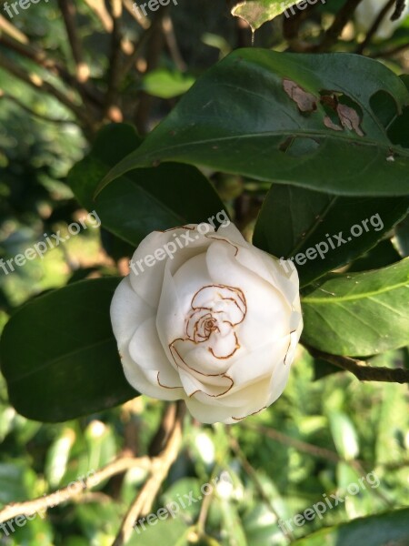 Nature Flower Plant Leaf Camellia