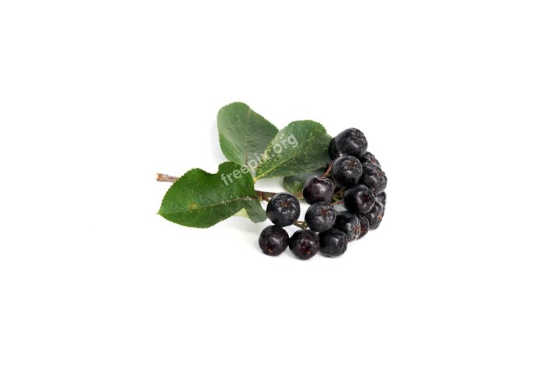 Food Black Rowan Nature Berry Summer