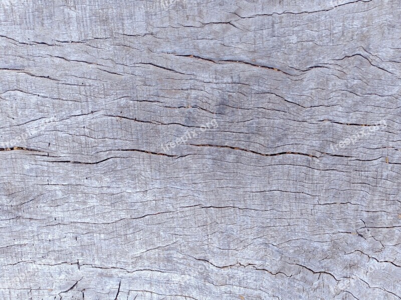 Texture Wood Tree Wood Texture Background Timber