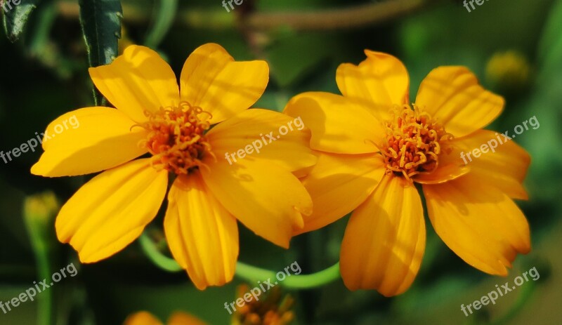 Nature Summer Flower Plant Outdoor