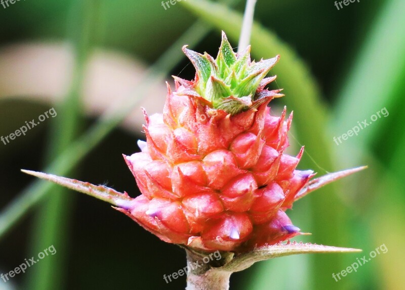 Nature Leaf Plant Summer Close-up