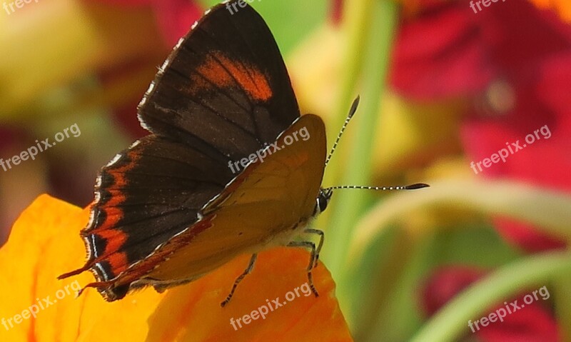 Butterfly Insect Nature Outdoor Wildlife