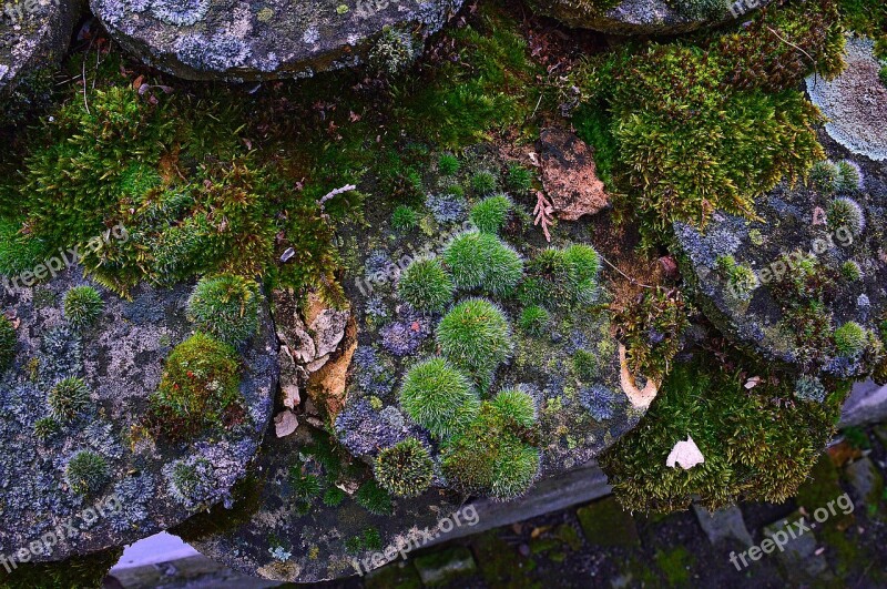 Nature Plant Wood Body Of Water Outdoors