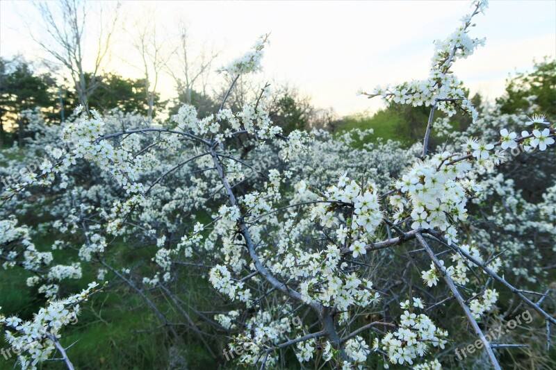 Spring Flower Tree Nature Plant