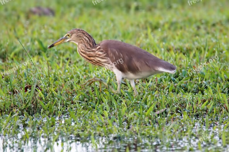 Nature Wildlife Bird Outdoors Grass