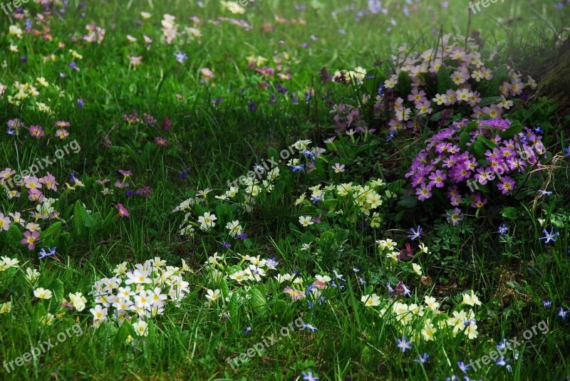 Plant Nature Grass Meadow Garden