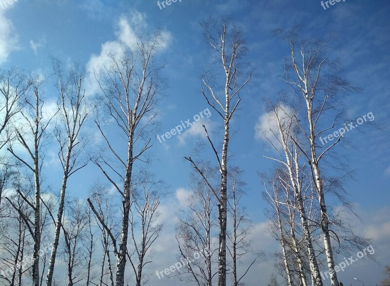 Nature Winter Wood Tree Birches Trees