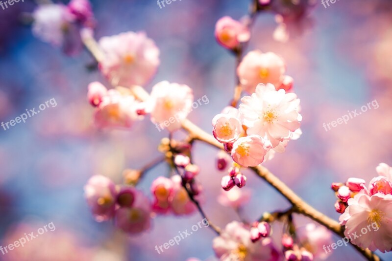 Cherry Blossom Nature Cherry Wood Tree Spring