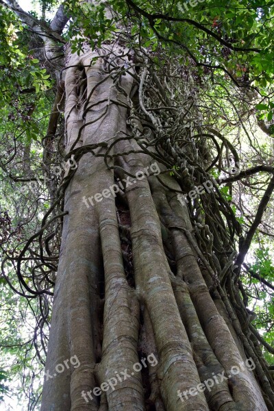 Trunk Tree Wood Vines Tropical