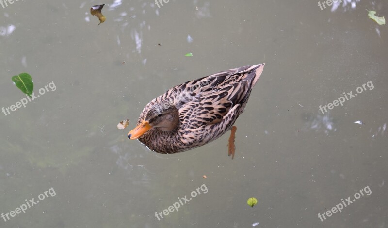 Body Of Water Birds Nature Wild Life Animalia