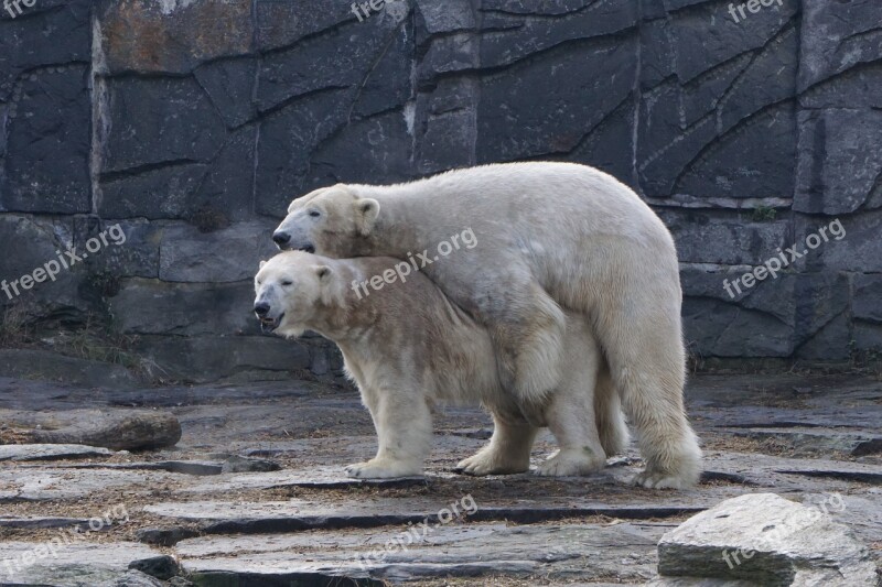 Polar Bear Animal Park Berlin Zoo Pairing Mammal