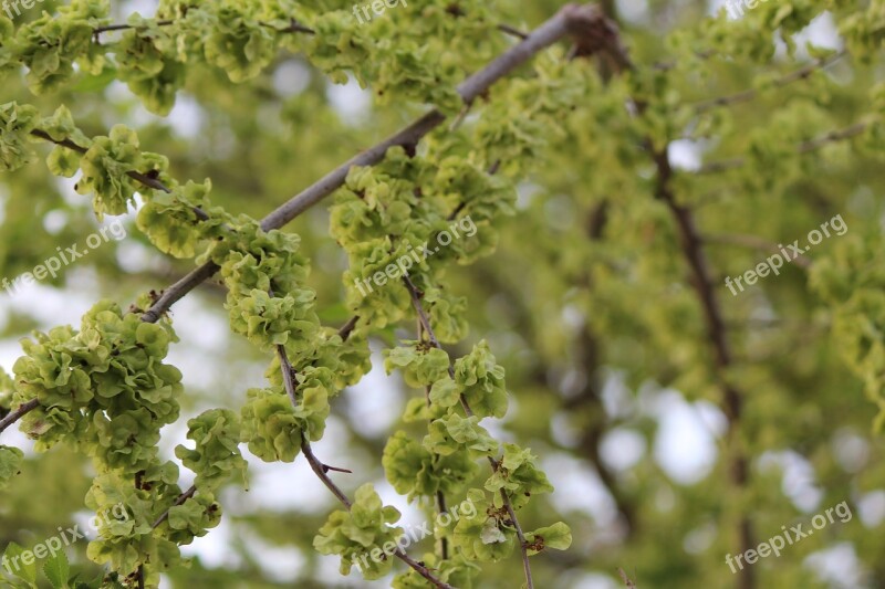 Tree Plant Nature Sheet Branch