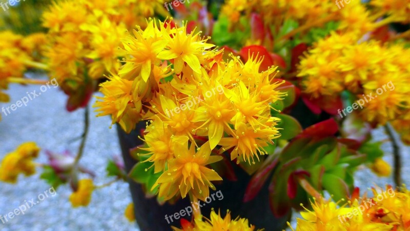 Nature Flower Plant Floral Leaf