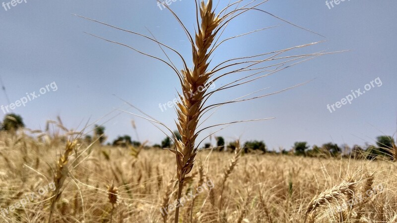 Wheat Straw Cereal Field Crop