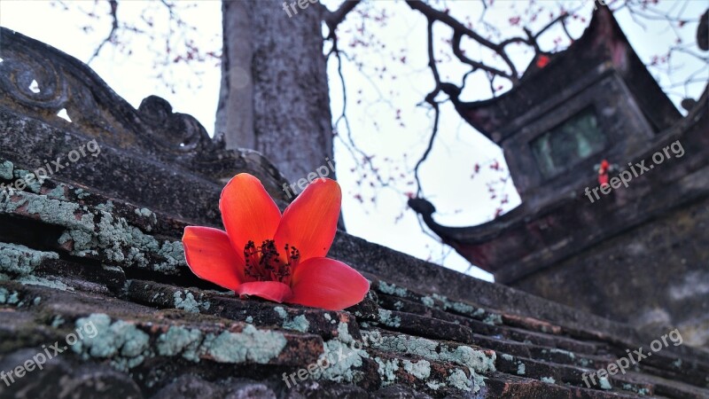 Red Flower Tree Flora Vietnam