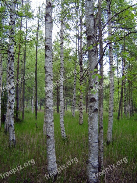 Wood Nature Landscape Plant Tribe