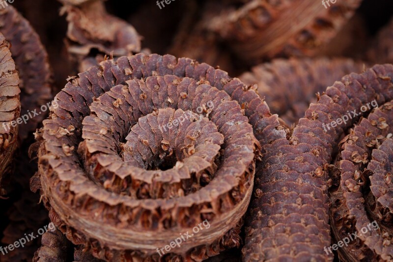 Nature Close Up Wood Background Pattern