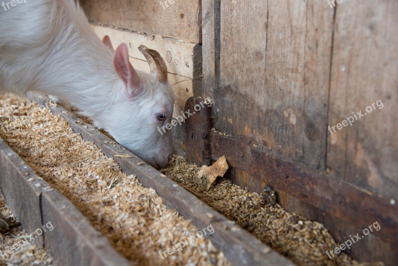 The Kid Goat Eating Cowshed Pet