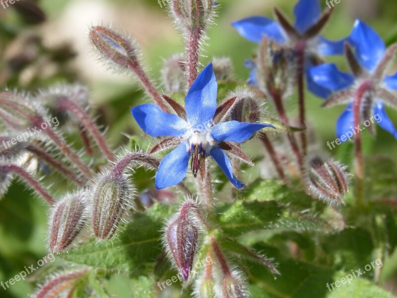 Borage Wild Flower Nature Flower Plant