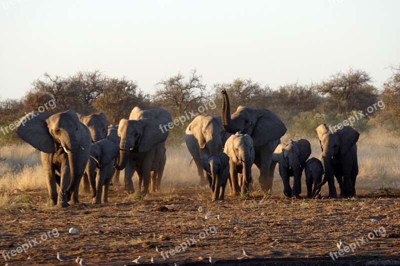 Park Etosha Namibia Free Photos