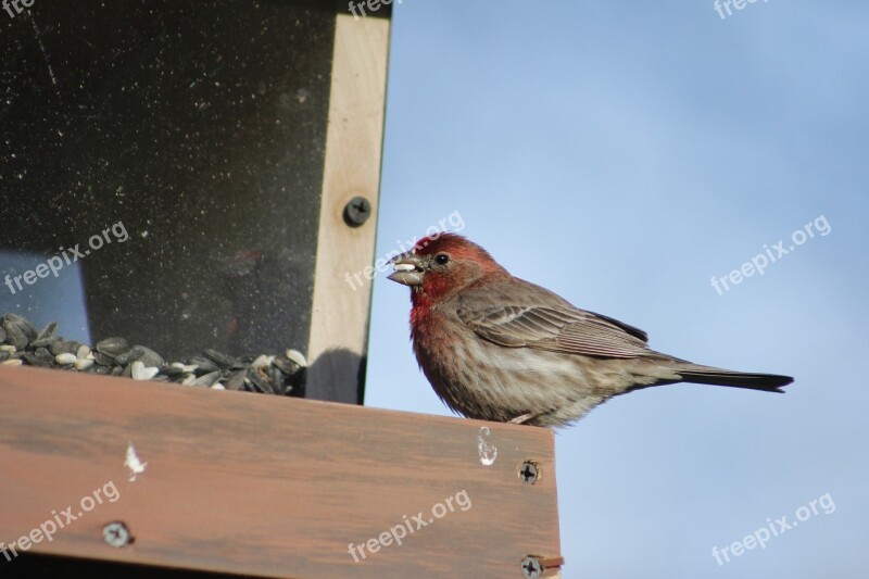 Bird Outdoors Nature Wildlife House Finch