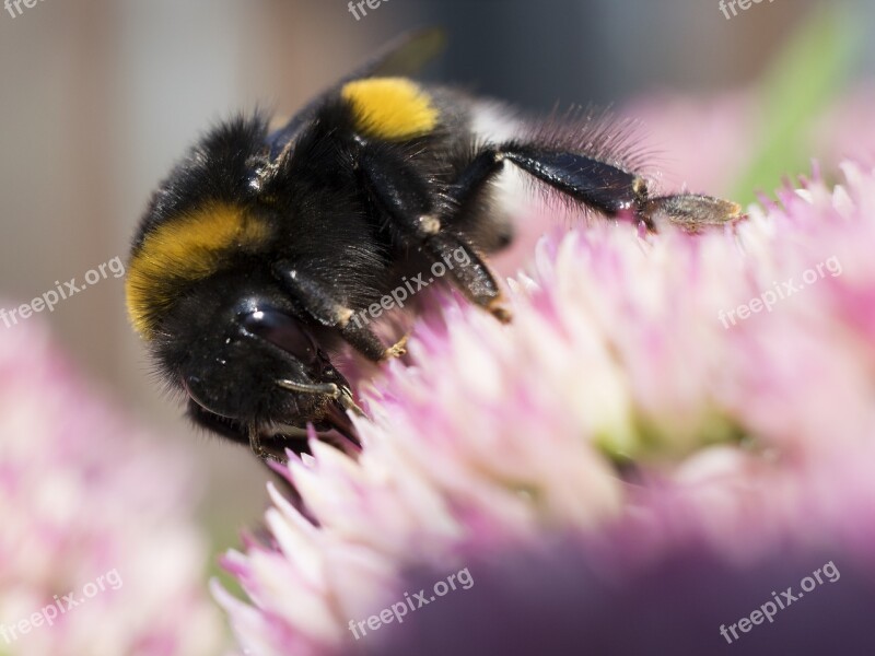 Hummel Macro Close-up Photography Landscape Animal World