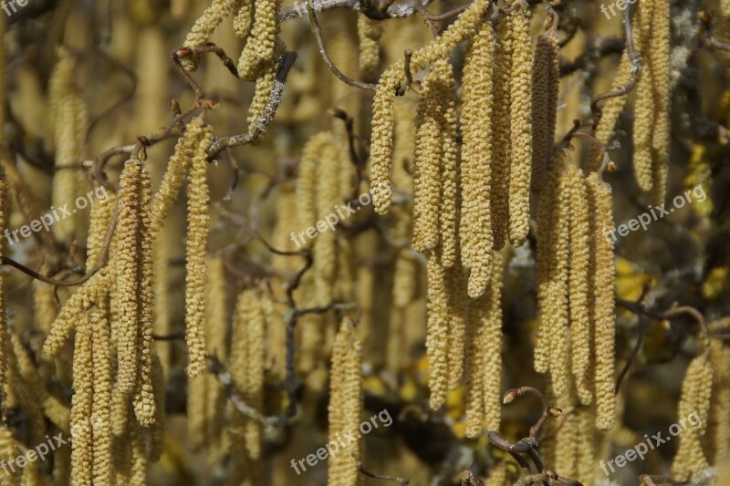 Plant Nature Growth Close Up Background