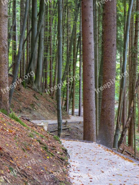 Walkway Winding Forest Trees Landscape