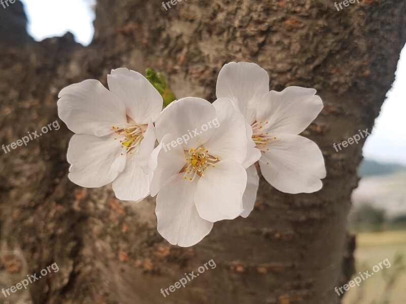 Cherry Blossom Nature Plants Spring Flowers Cherry Flowers