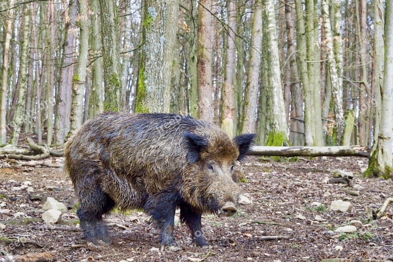 Boar Nature Wild Animal World Forest