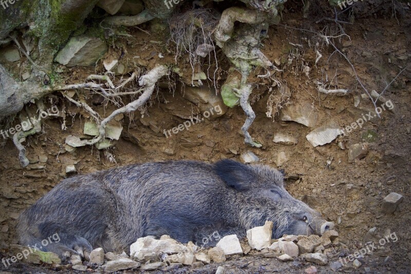 Boar Nature Mammal Animal World Animal