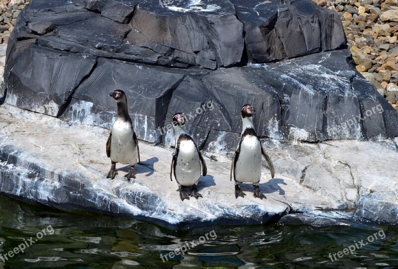 Penguins Bird Zoo Animal Nature