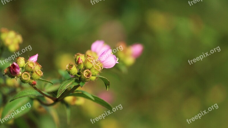 Nature Flower Summer Flora Leaf