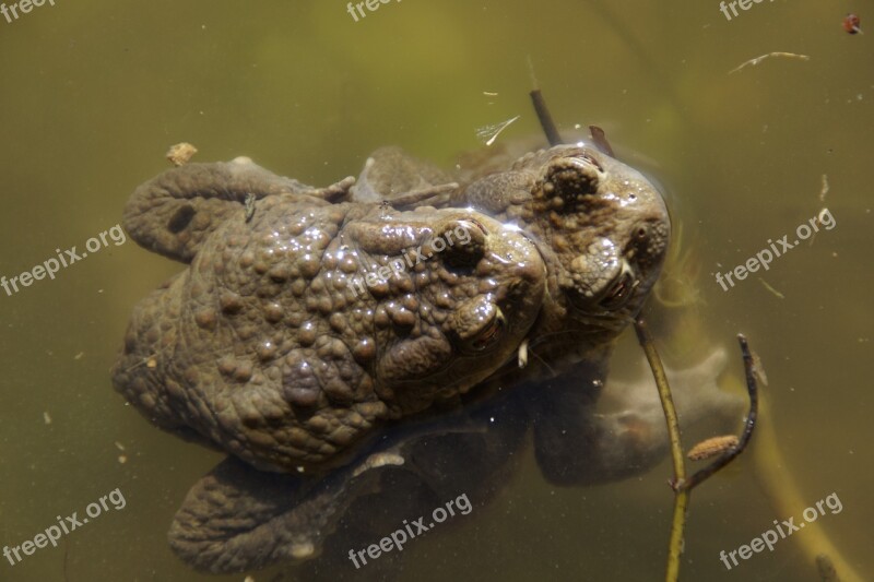 Nature Animal World Animal Close Up Amphibians