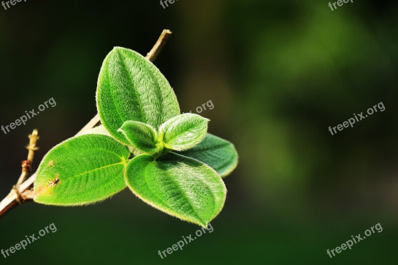 Leaf Nature Plant Outdoor Close-up