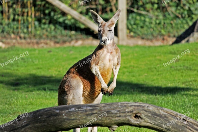 Kangaroo Nature Animal Fauna Free Photos