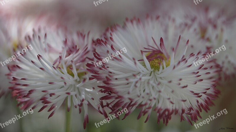 Flower Plant Nature Garden Season